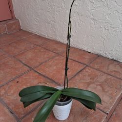 BIG ORCHID PLANT 🪴 