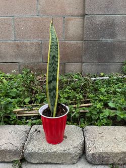 Snake  Plant