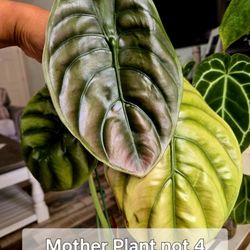 Alocasia Cuprea "Red Secret"