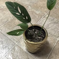 Swiss Cheese Narrow Form