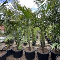 King Palm Trees