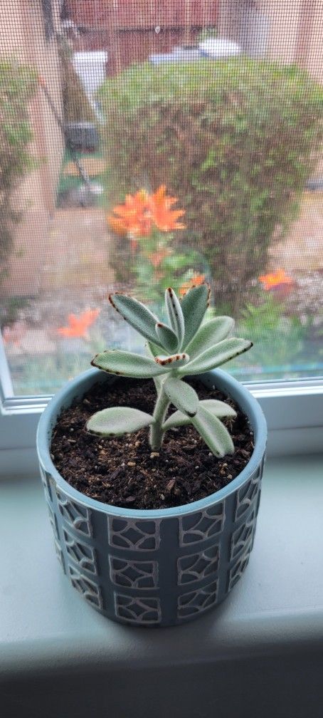 Echeverria in Potting Soil In Clay Pot