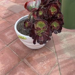 Excellent Condition, Succulent Plants And Pots