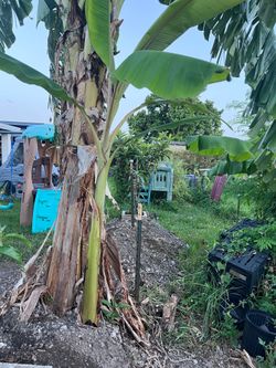 Banana plant high noon  (sh3640)