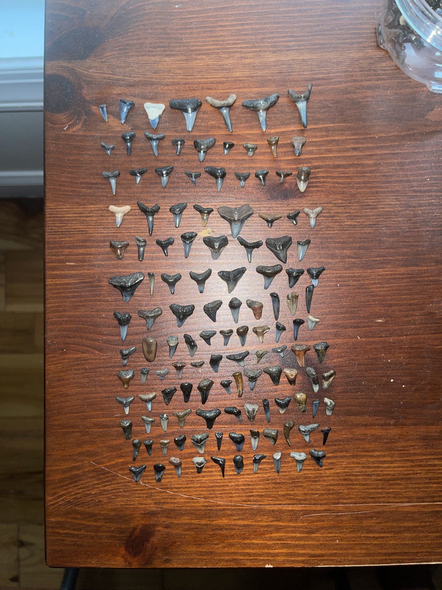 Shark Teeth
