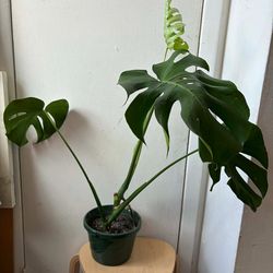 Monstera
