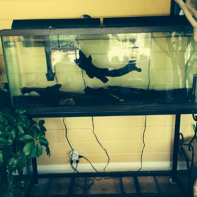 55 Gallon Fish Tank Set Up