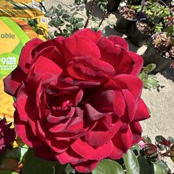 ‘Oklahoma’ velvety dark red rose plant with strong fragrant
