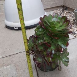 Large Succulents 