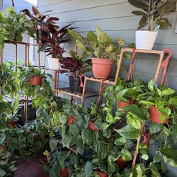 Affordable Indoor Plants 