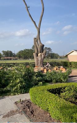 Trees-mulch-flowers-plants