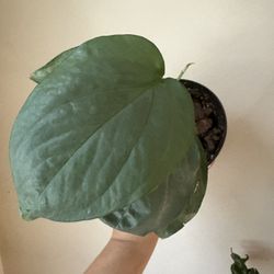 Amydrium Medium Silver (Spider Man Monstera) 2