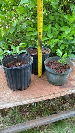 Calamansi seedlings