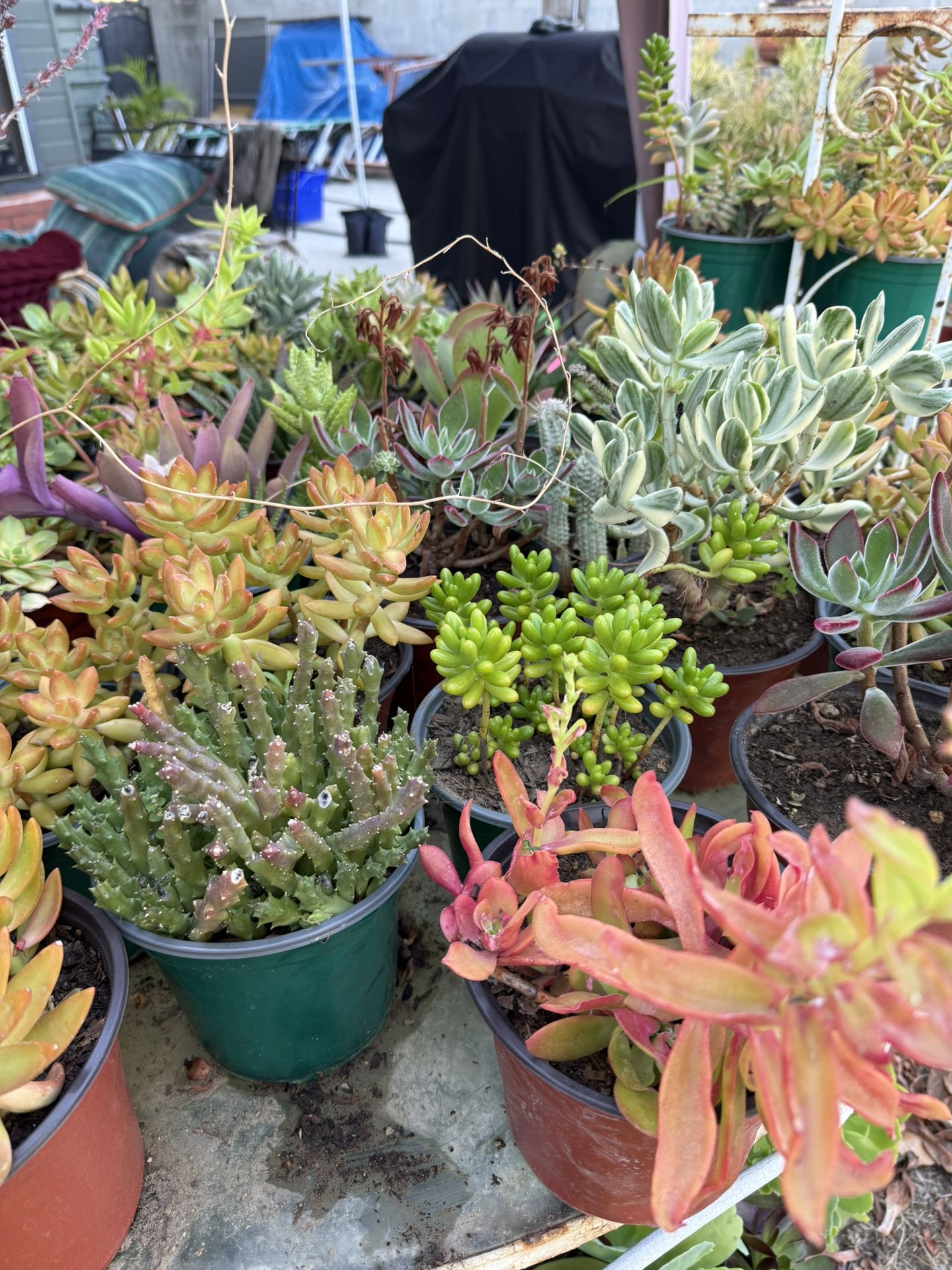 Tons Of Outdoor Plants For Sale