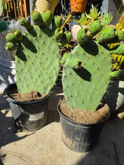 2 plantas de nopal mexicanas available ( $35 each  $35  cada una)