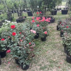 Roses $25