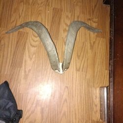 Goat Horns ( Not Sure TBH...)