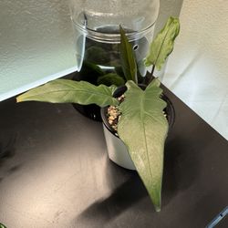 Alocasia Baroque Sword 