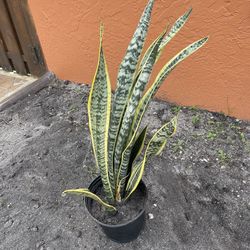 Snake plant