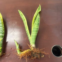 Sneak plant/lengua de suegra