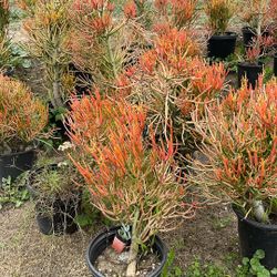 Pencil Stick Succulents ( Fire sticks)