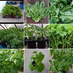 Please read in description🙏🙏 Organic  Vegetable plants for sale April 19th and 20th From 9am-3pm