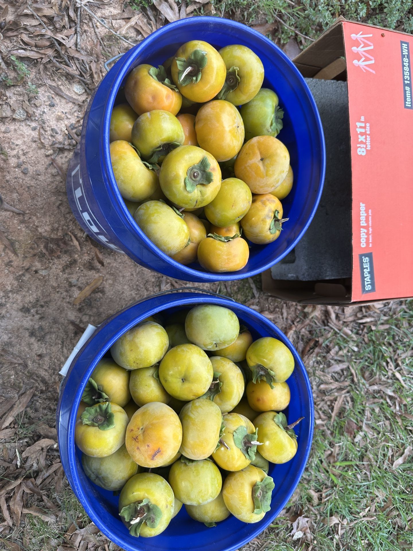 Japanese Persimmons