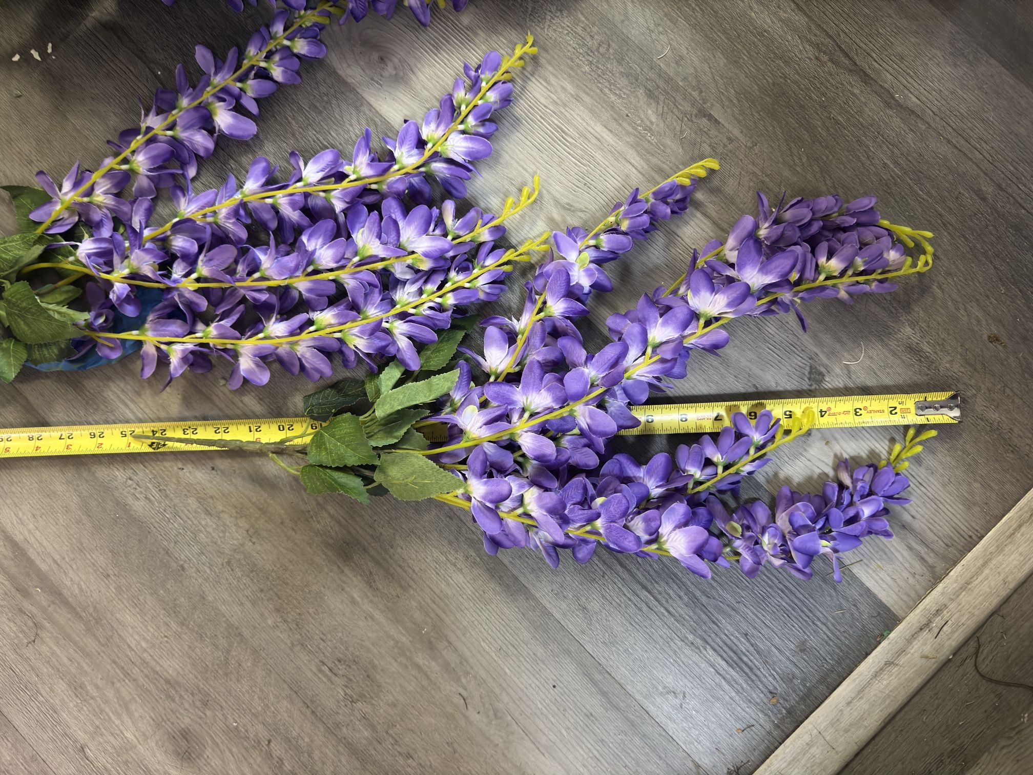 Purple Wisteria