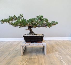 Styled Bonsai *Price Is Firm