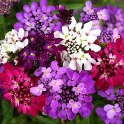 Dwarf mix. Candytuft perennial plants$6 Each pot