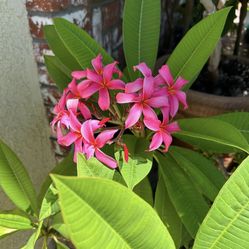 Rooted, Potted Plumerias