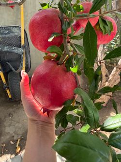 Organic pomegranate and Zapote