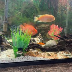 Fish Tank 