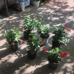 Brazilian Jasmine Plants 