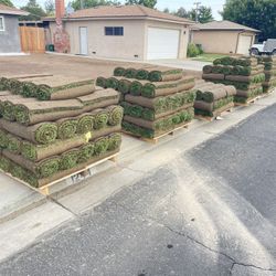 The Best Quality Fescue Sod 