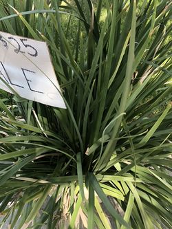 Plant