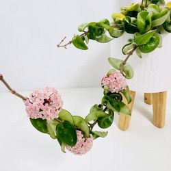 Plants (6”pot🌸Blooming HOYA Hindu Rope )