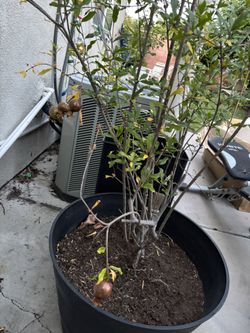 Pomegranate Tree/ NOT free