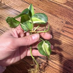 Philodendron Cream Splash Plant