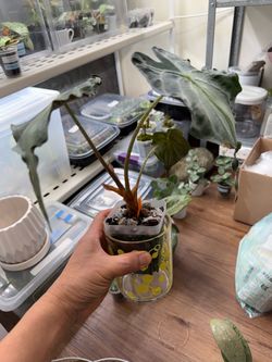 Alocasia Venom