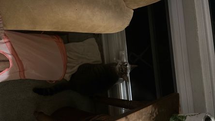 Want cat nails trimmed at home