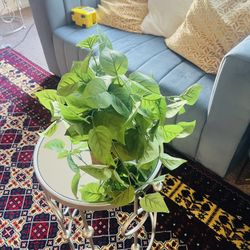 Fake Aesthetic Plant. 