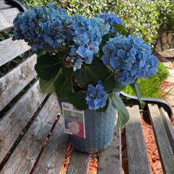 Blue Hydrangea Potted