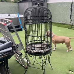 Bird Cage