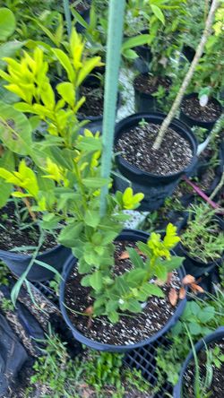 Bay leaf