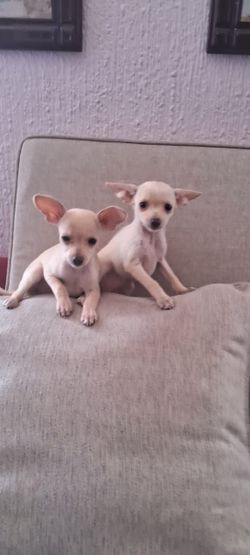 Chihuahua.  Cabeza de Benado