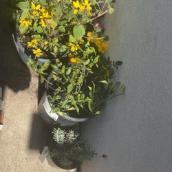 Variety Flowers And Plants 50 Total