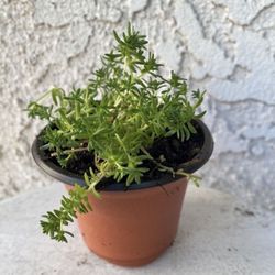 3 Inch Pot of Succulent Plant - Sedum Acre - Gold Moss - Rooted & Established Plant - Drought Resistant - 🪴