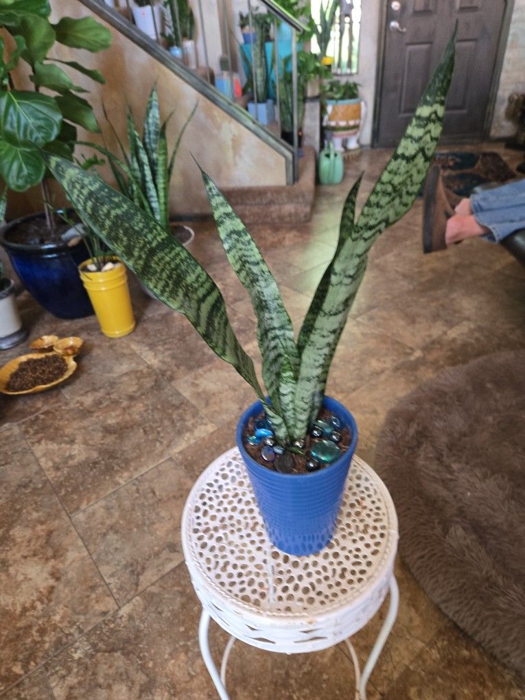 20in Tall Sansevieria Snake Plant In Ceramic Pot With Sparkles
