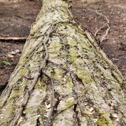 Logs For Sale In OSCEOLA INDIANA 